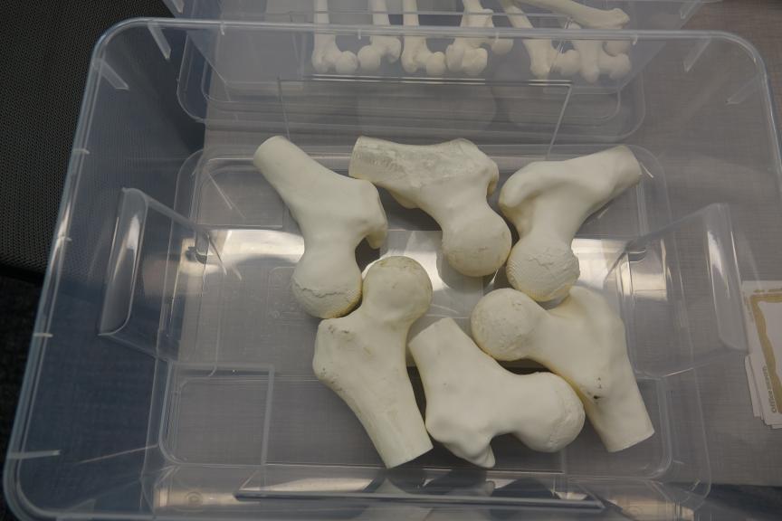 3D-printed bones in a plastic box